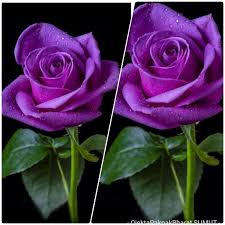 Check spelling or type a new query. Tanaman Hidup Bibit Bunga Mawar Ungu Purple Rose Shopee Indonesia