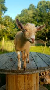 Featuring 8 exotic reptiles for children to view and experience nature first hand. Mobile Petting Zoo Services Firefly Fields