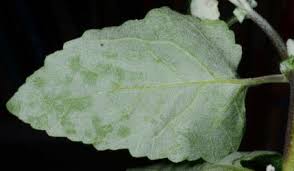 Image result for Buddleja dysophylla