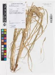 Image result for Setaria incrassata