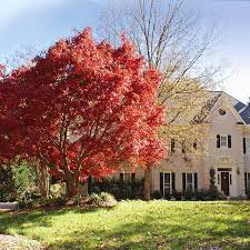 Red Japanese Maple Trees For Sale Fastgrowingtrees Com
