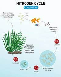 Can You Add Too Much Bacteria To A Fish Tank
