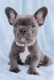 The french bulldog is a breed that's been getting more and more popular by the day. French Bulldog Puppies And Frenchie Puppies For Sale South Florida French Bulldog Puppies Bulldog Puppies Puppies