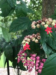 We did not find results for: Surprise Showstopper Bleeding Heart Vine Clerodendrum Thomsoniae Gardening In The Panhandle