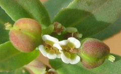 Image result for Euphorbia hyssopifolia
