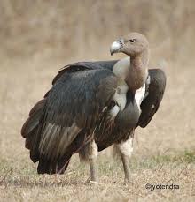 They are gregarious, prefer to graze on land, and are often noisy in flight. White Rumped Vulture Alchetron The Free Social Encyclopedia