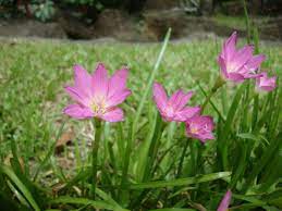 Zephyranthes Rain Lily Fairy Lily A To Z Flowers