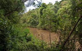 De bosque primario (protomastro, 2001). Ecorregion Selva Paranaense Wikipedia La Enciclopedia Libre