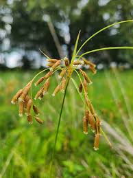 Image result for Scirpus pendulus