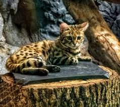 It is listed vulnerable on the iucn red list. Birmingham Zoo Announces Black Footed Cat Pregnancy Birmingham Zoo