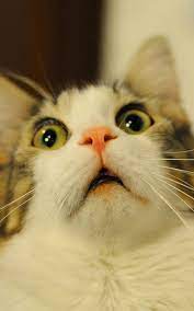 Surprised Cat Phone Wallpaper Hd Check More At Https Phonewallp Com Surprised Cat Phone Wallpaper Hd Funny Cat Compilation Funny Cat Faces Funny Cat Videos