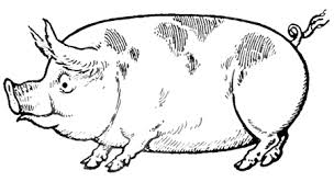 Hog rider draft challenge | clash royale magyarul. How To Draw Cartoon Hogs And Pigs In Simple To Follow Steps How To Draw Step By Step Drawing Tutorials