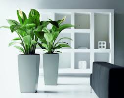 Rempoter Le Spathiphyllum Gamm Vert