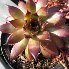 Image result for Nananthus vittatus