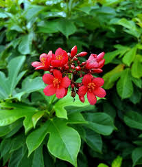 Image result for Jatropha pachyrrhiza