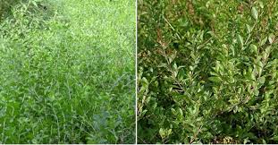 Lawson inermis is considered a useful medicinal plant in all parts of the. Growing Henna Mehndi Planting Care Harvesting Gardening Tips