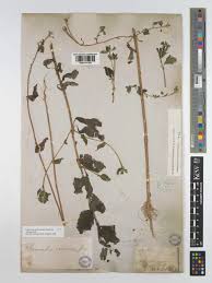 Image result for Sclerocarpus africanus