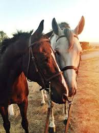 This large equestrian facility has (14) stalls, (2) wash stalls, a laundry room, (2) bathrooms, a feed room, tack room, stable office, vet office, drug supply room, diagnostic room, treadmill room, and a hayloft. Cute Aesthetic Horse Pictures Novocom Top
