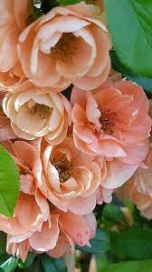 Peach and sunset tones show in this lovely geranium (pelargonium) blossom. Chaenomeles Superba Cameo Peach Coloured Flowering Japanese Quince Peach Flowers Japanese Quince Flowers
