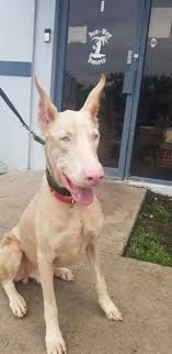 Dog training simplified · easy to follow steps · simple yet effective Pets For Adoption At Doberman Rescue League In Oakland Park Fl Petfinder