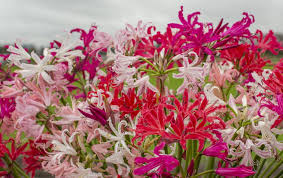 Image result for Nerine