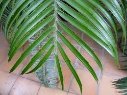 Image result for Encephalartos villosus