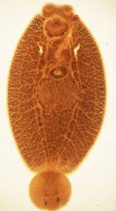 Objects on the other side of a translucent object. Searching For A Transparent Parasite Bugbitten