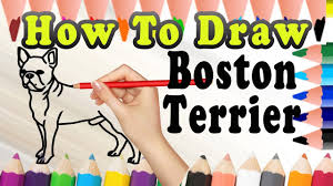 Dog boston terrier puppy pencil drawing print a4 size. How To Draw A Boston Terrier Dog Draw Easy For Kids Youtube