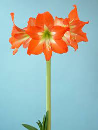 Single Flowered Amaryllis A H Beautiful Flowers Amaryllis Flowers Single Flower