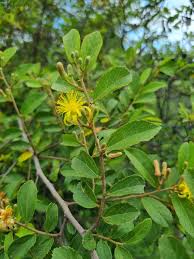 Image result for Grewia flavescens