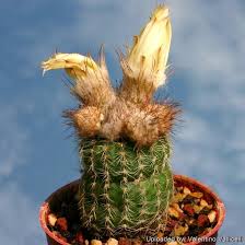 Image result for Ficus pygmaea