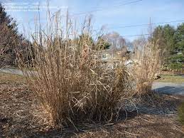 A bird flies above in slow motion. Plant Identification Closed Tall Straw Like Stalks That Need To Be Cut Back Each Season 1 By Plant Noob