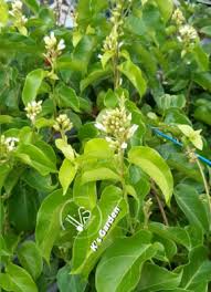 Image result for Premna serratifolia