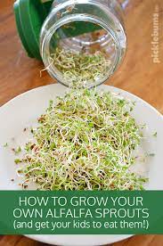 If you observe infestations of these weeds in your current alfalfa field, you can rotate to a different crop for more successful management. How To Grow Alfalfa Sprouts And Get The Kids To Eat Them Picklebums