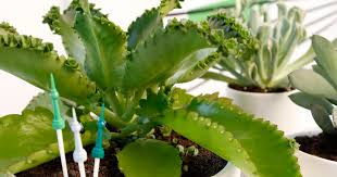 Bryophyllum daigremontianum), a plant of subgenus kalanchoe subg. Brutblatt Pflanzen Und Pflegen Mein Schoner Garten