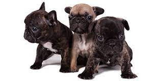 Female frenchies don't know how to take care of their pups naturally. How Big Do French Bulldogs Get Are There Different Sizes