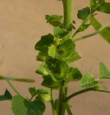 Image result for Acalypha segetalis