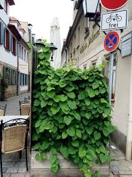 Pfeifenwinde Im Kubel Pfeifenwinde Terrasse Pflanzen Balkon Pflanzen