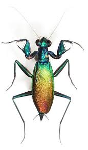 Metallyticus Splendidus Metallyticidae Weird Insects Insects Beautiful Bugs