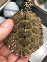 For a vessel to maintain its class license, and comply with operational requirements, it must carry out planned dry docking every five years for the renewal of the license. White Spots On The Shell Emergency Care Turtle Forum
