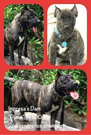 Presa canario temperament the presa canario is an awesome family pet and even great around young kids. Impresa Kennels