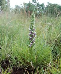 Image result for Brachycorythis congoensis