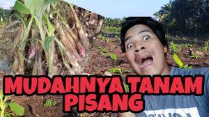 Boleh ikut tip yang dikongsikan oleh pengurus ladang pisang yang menjaga ladang pisang seluas 65 ekar di johor. Cara Tanam Pokok Pisang Berangan Cara Paling Mudah Dan Murah Youtube