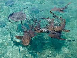 It is, the caulker said and spat once more and invoked more luck and joined the gang. Snorkeling At Caye Caulker Shark Ray Alley Belize