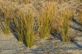 Image result for Juncus kraussii