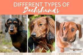 Joel wiener (born 1948/49), american billionaire real estate developer and landlord. 10 Types Of Dachshunds And Wiener Dogs With Photos