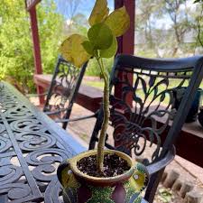 Image result for Erythrina madagascariensis