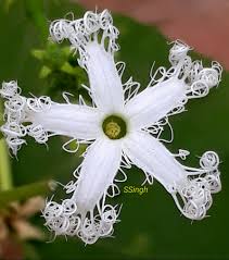 Image result for Triumfetta setulosa