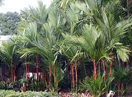 Cara berkebun pinang yang benar. Palem Merah Pinang Merah Cyrtostachys Renda Maskot Jambi Alamendah S Blog
