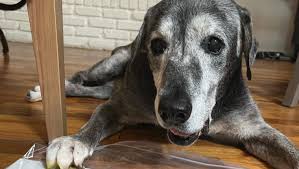 19-Year-Old Lab Mix Fostered By Friends and Given Bucket List